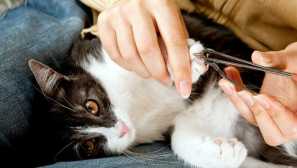 Proč nemůže snížit kočky kočky